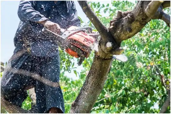 tree services Weyauwega